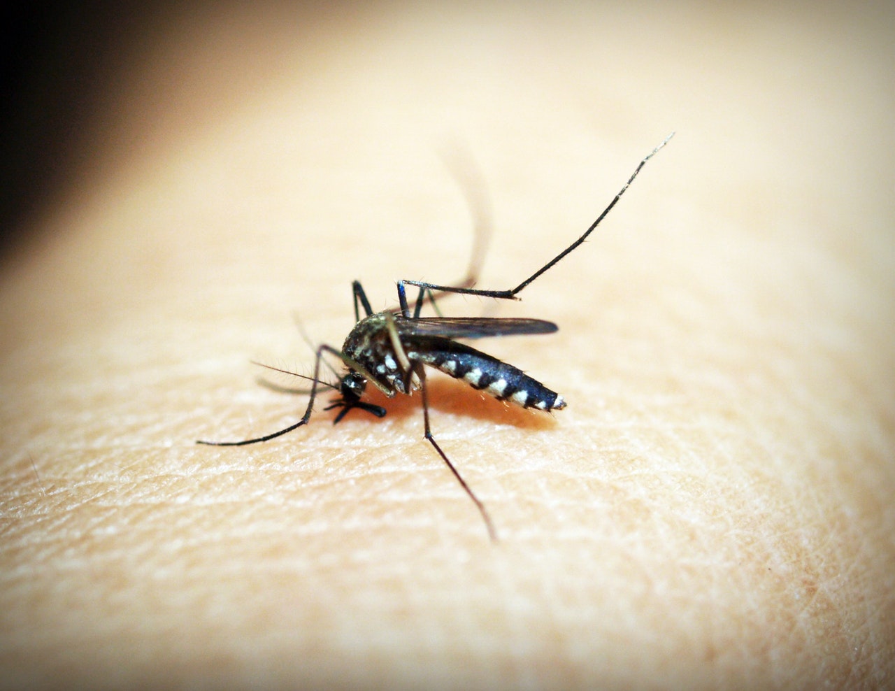 You are currently viewing Dengue: Don’t You, Forget About Me!
